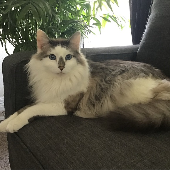 Meet your Posher, Courtney - Picture 1 of 1